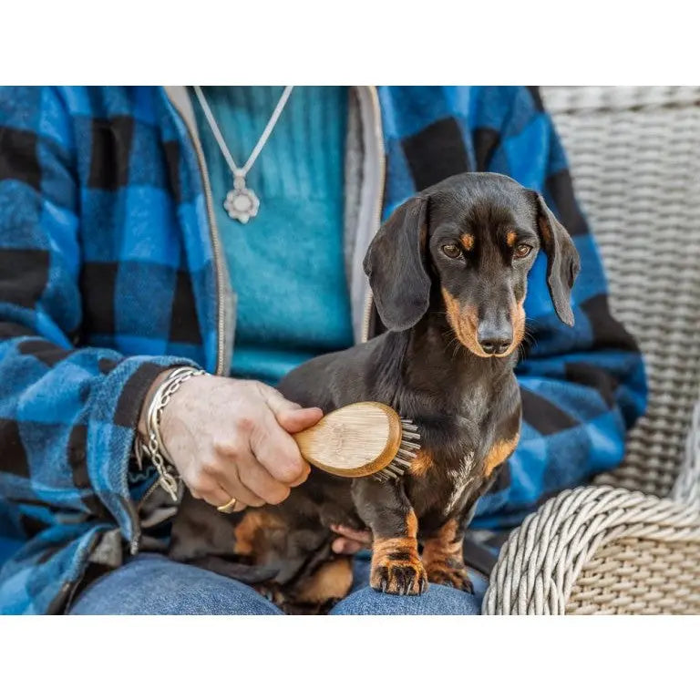 Person brushing a black and tan dachshund on a cozy outdoor chair.