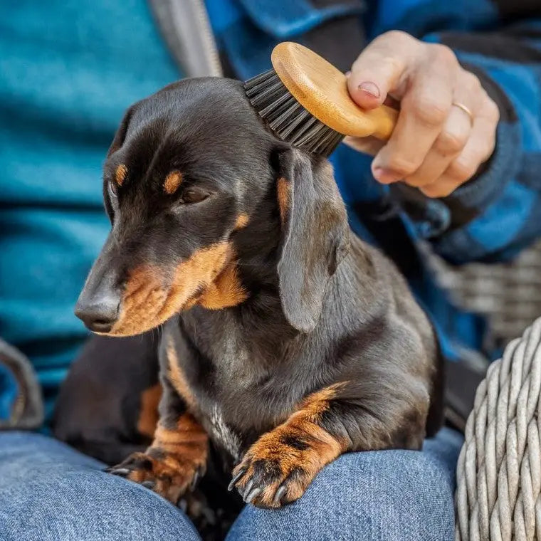 Person brushing a dachshund's fur with a wooden brush, promoting pet grooming and care.