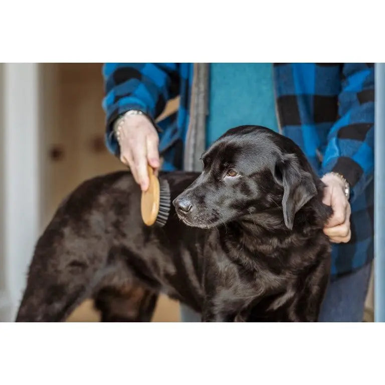 Person brushing a black Labrador dog, promoting pet grooming and care.