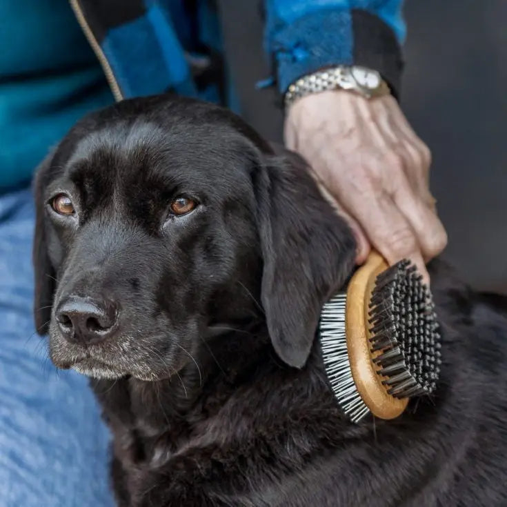 Person grooming a black dog with a brush, showcasing pet care and bonding.