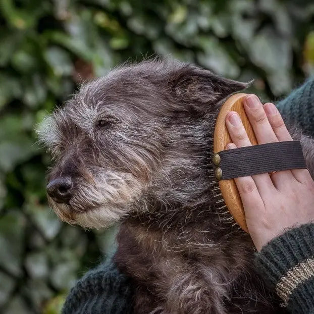 Dog grooming session with a hand brushing a furry pet's coat outdoors.