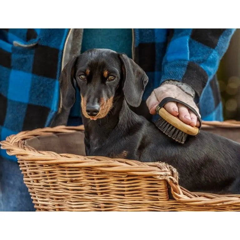 Dachshund being brushed in a cozy basket, showcasing pet grooming and care.