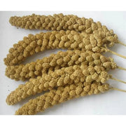 Millet Spray Bird Treat 200g   | Canine & Co