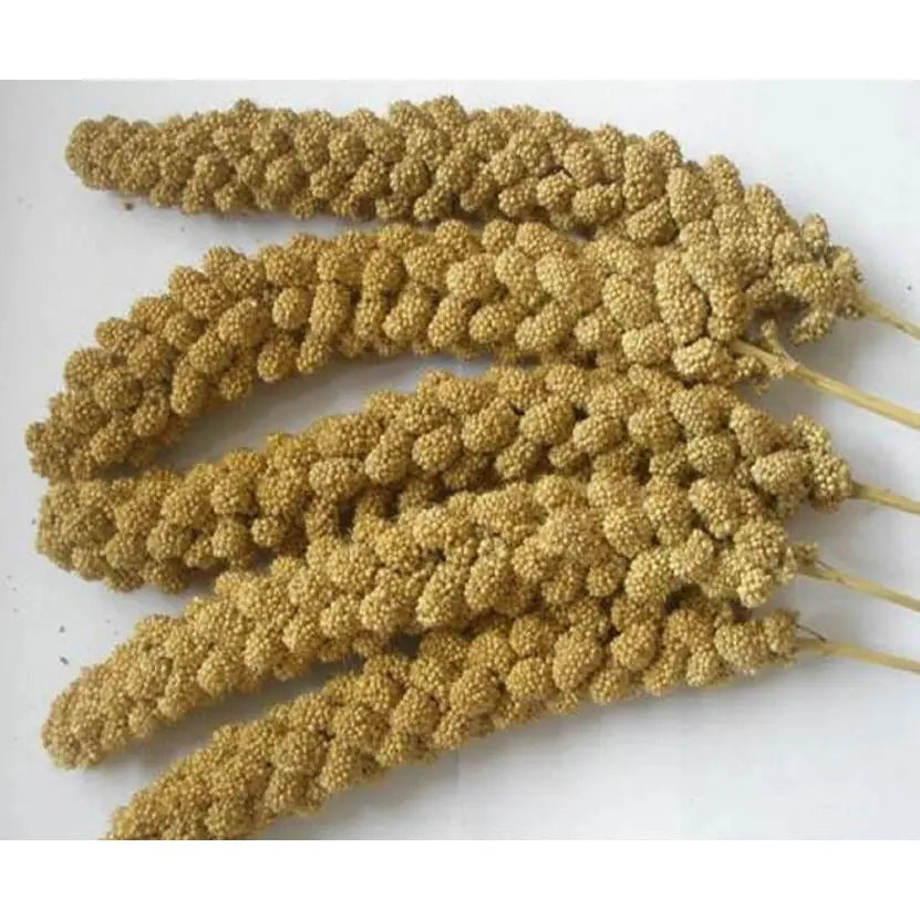 Millet Spray Bird Treat 200g   | Canine & Co