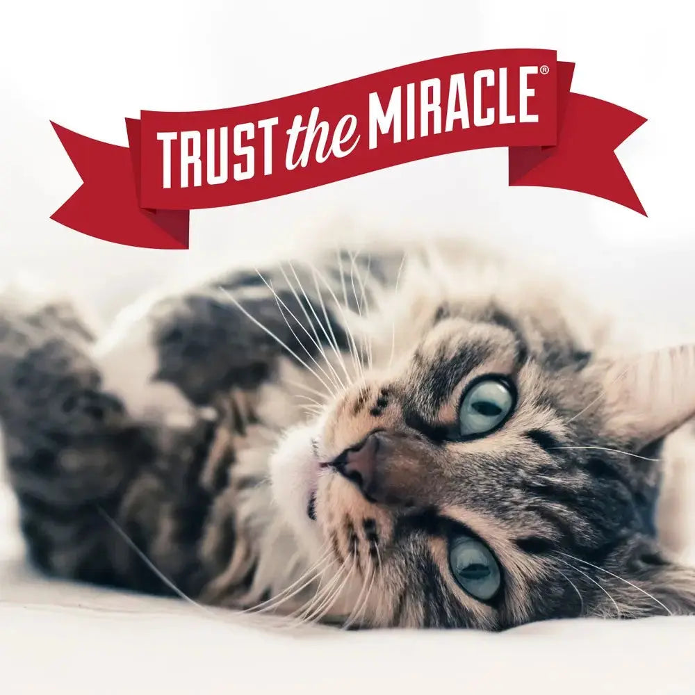 Playful cat with striking green eyes, promoting the "Trust the Miracle" brand.