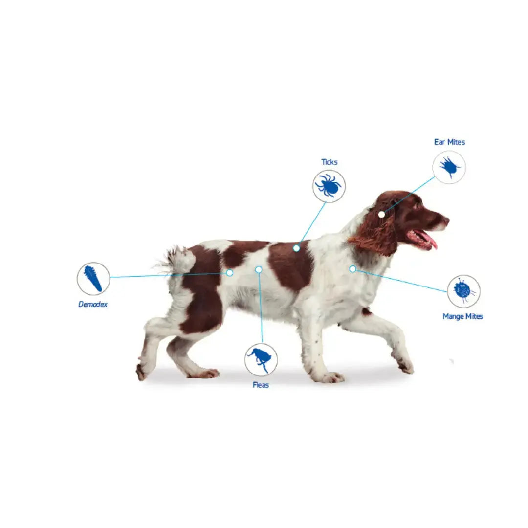 NexGard Chewable Tick & Flea Tablets for Dogs   | Canine & Co