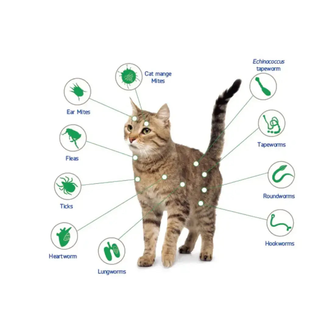 NexGard Combo for Cats   | Canine & Co