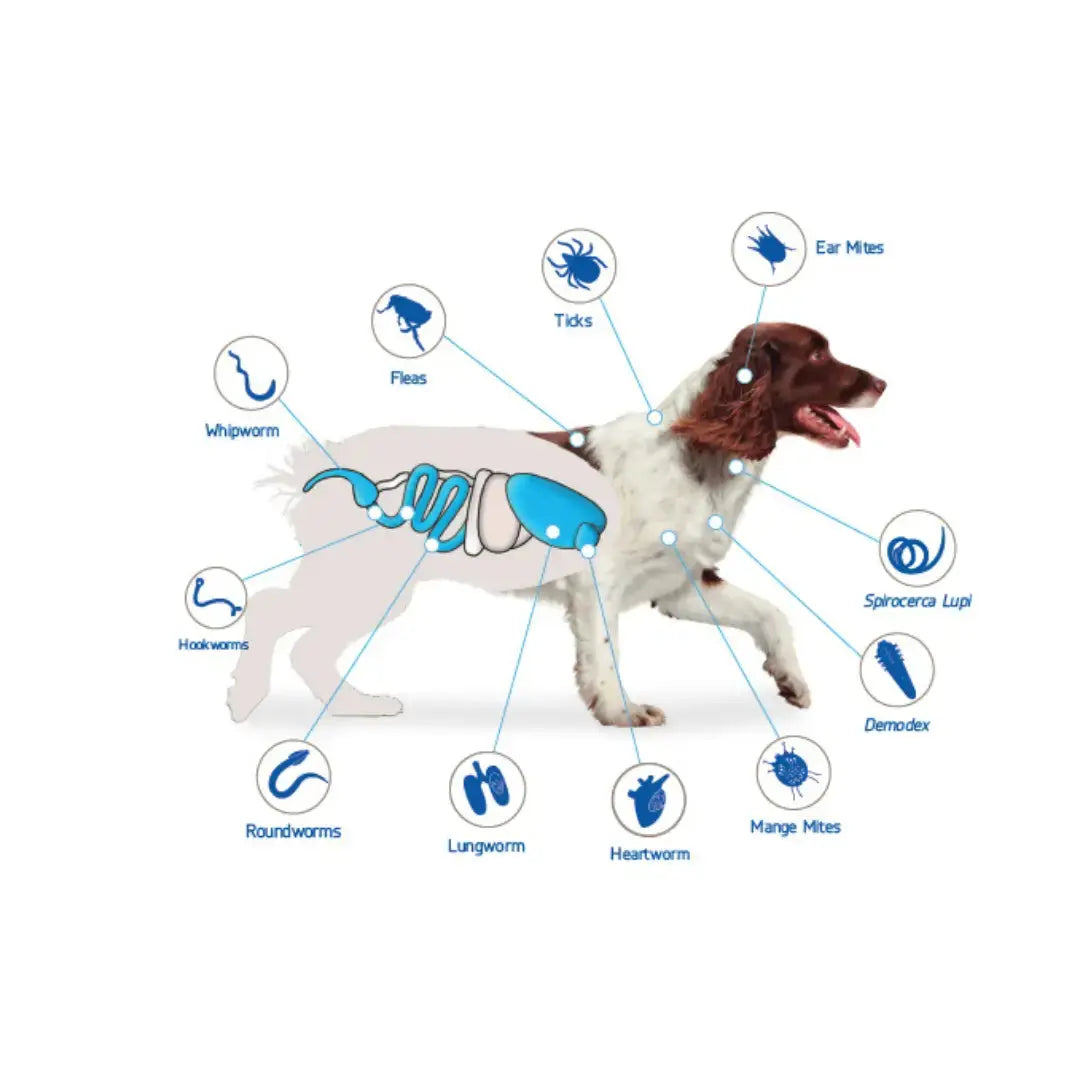NexGard Spectra Chewable Tick & Flea Tablets   | Canine & Co