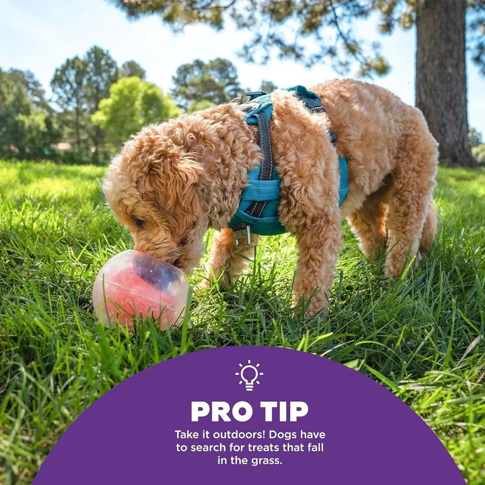 Dog searching for treats in grass with a colorful ball, enjoying outdoor playtime.