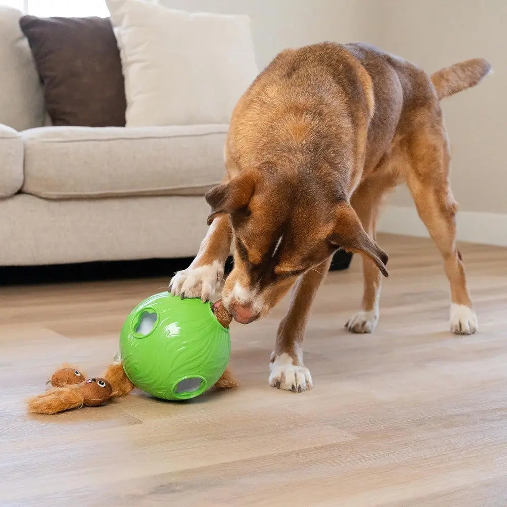 Dog playing with a green interactive toy ball on a wooden floor in a cozy living room.