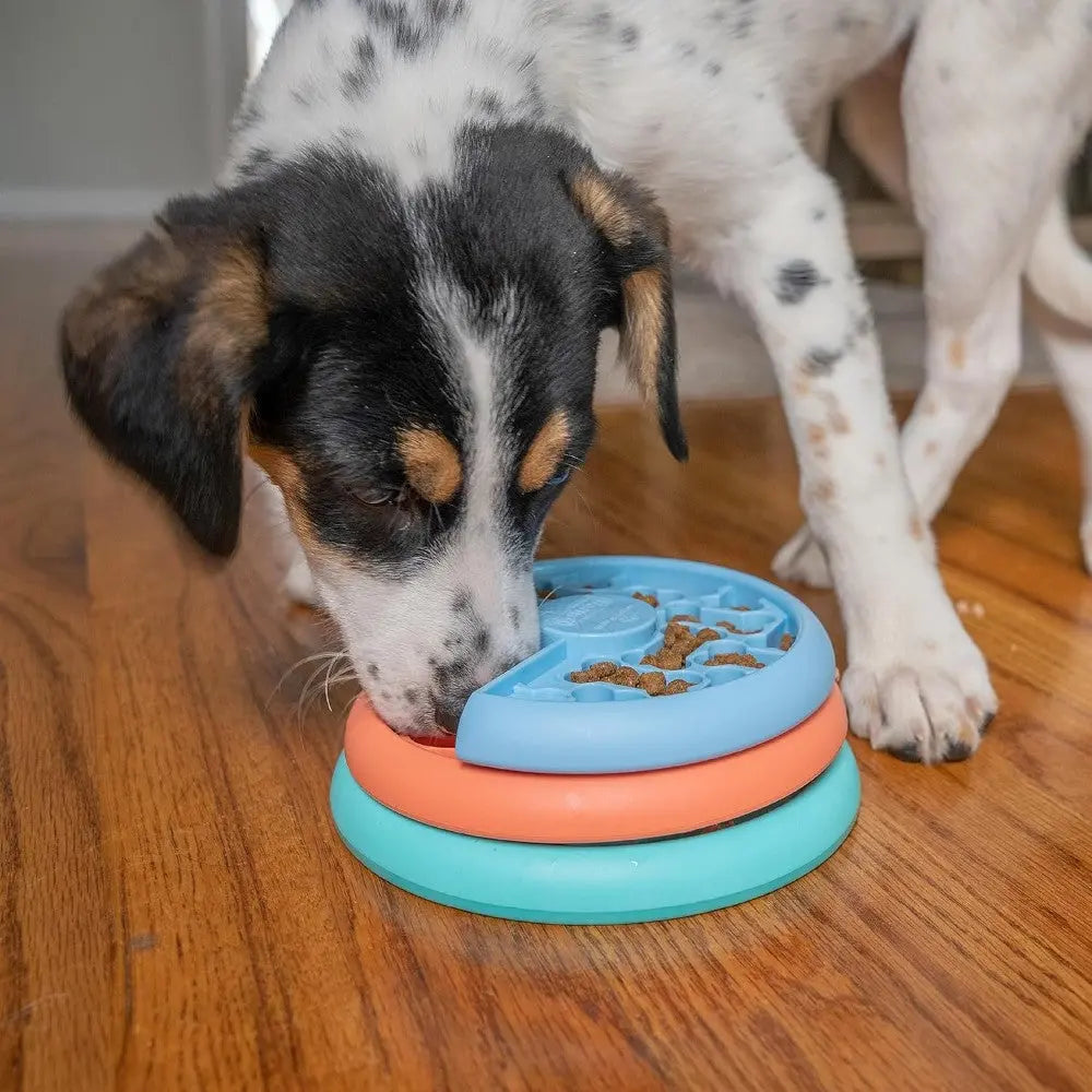 Dog eating from a colorful slow feeder bowl designed to promote healthy eating habits.