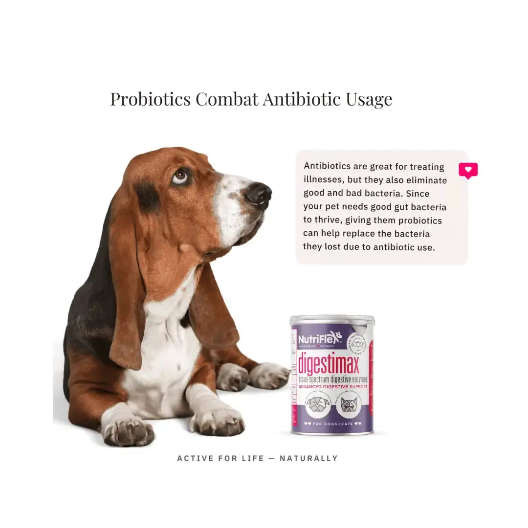 Nutriflex Digestimax Digestive Care for Dogs and Cats   | Canine & Co