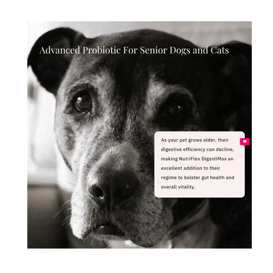 Nutriflex Digestimax Digestive Care for Dogs and Cats   | Canine & Co