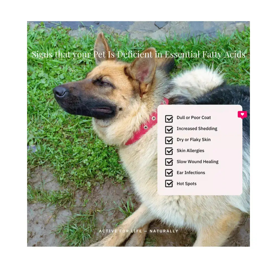 Nutriflex Omegamax For Dogs & Cats   | Canine & Co