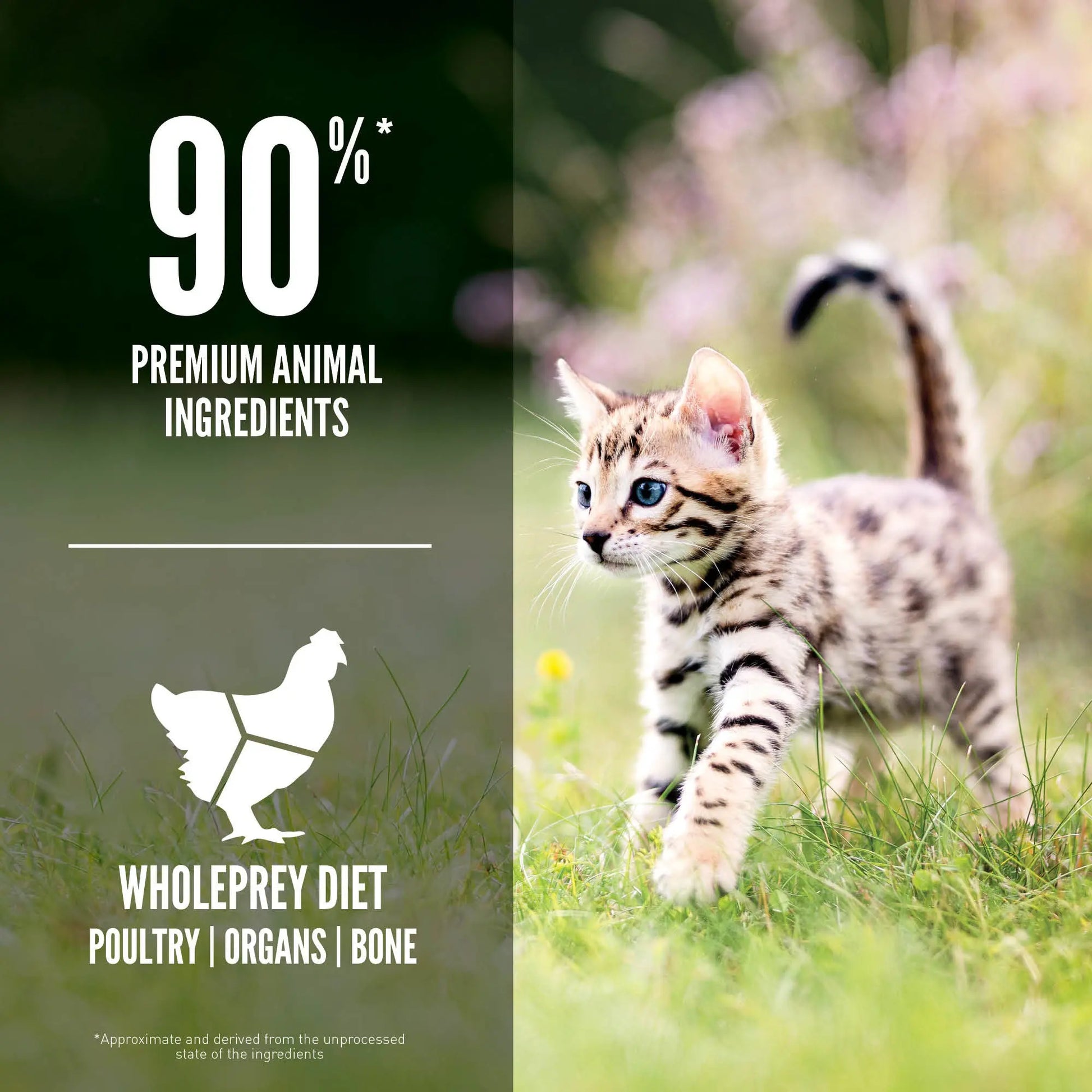 Playful kitten in a grassy field, highlighting a whole prey diet with premium animal ingredients.