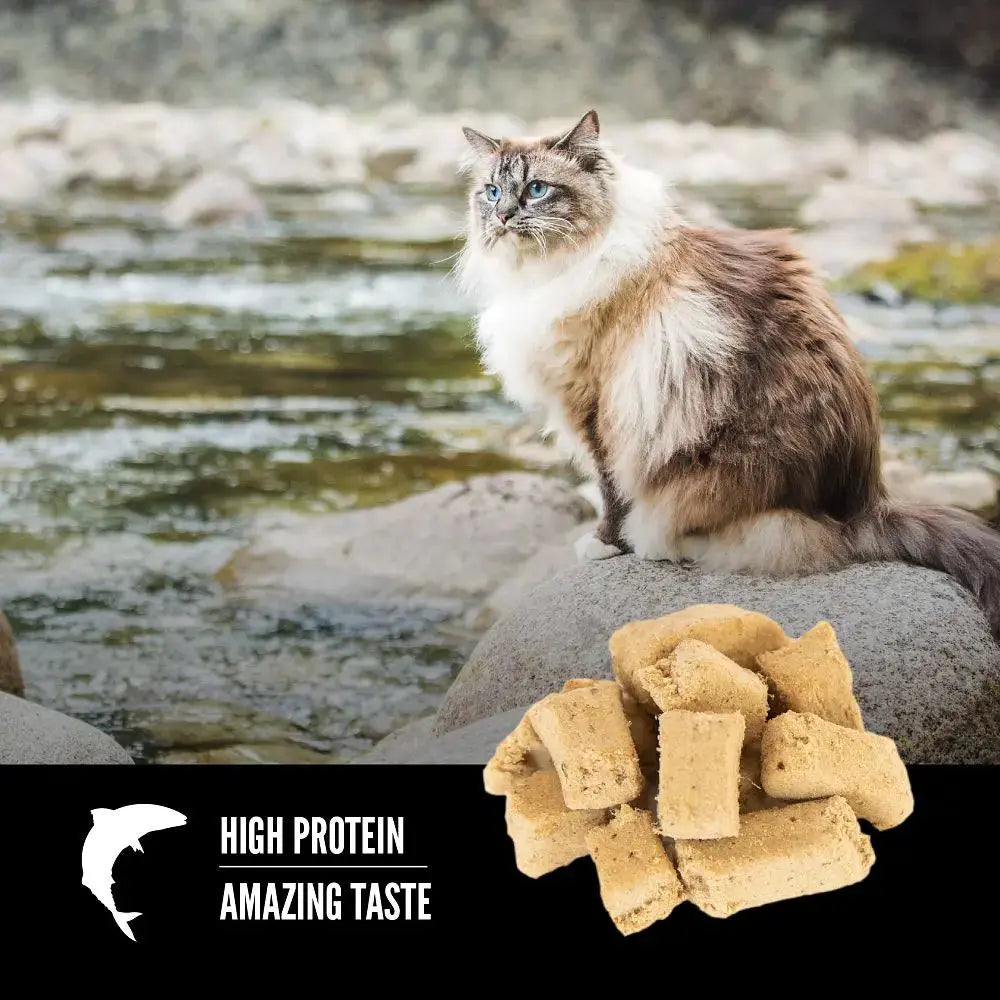 High-protein cat food with amazing taste, featuring a cat by a river and tasty kibble.