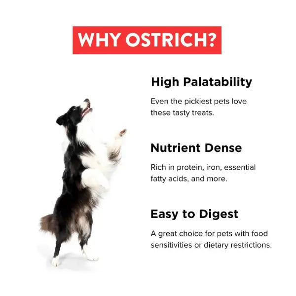 The Ostrich Lady Ostrich Twist
