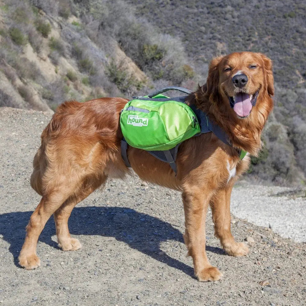 Golden retriever wearing a green dog backpack on a hiking trail, enjoying the outdoors.