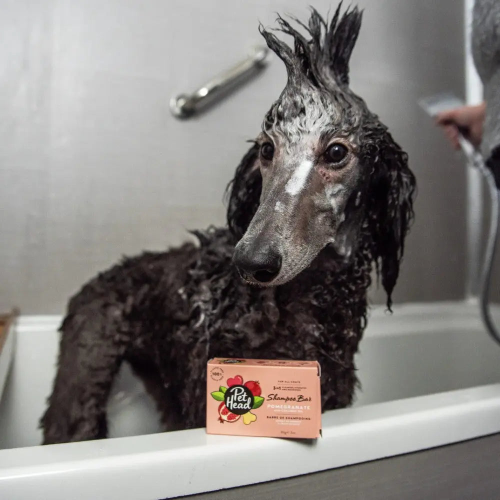Dog in bathtub with Pet Head shampoo bar, showcasing pet grooming essentials.