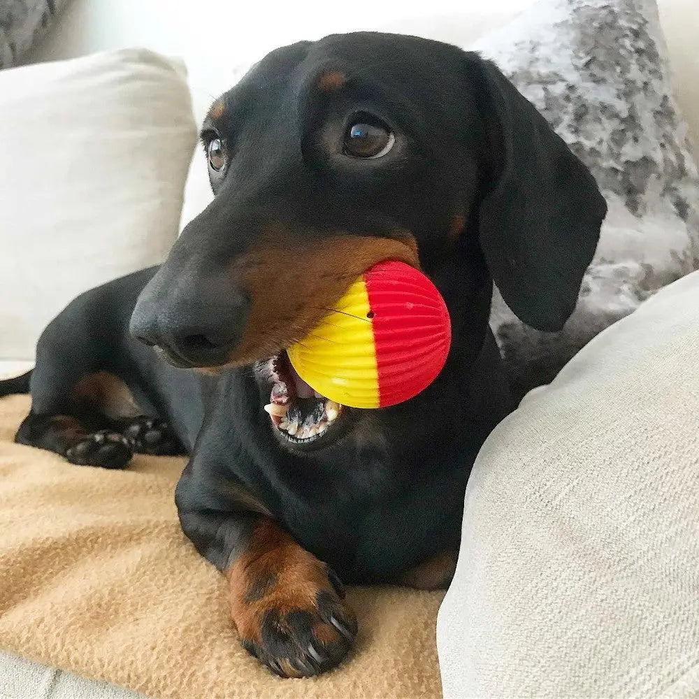 Dachshund playing with a colorful rubber ball on a cozy couch.