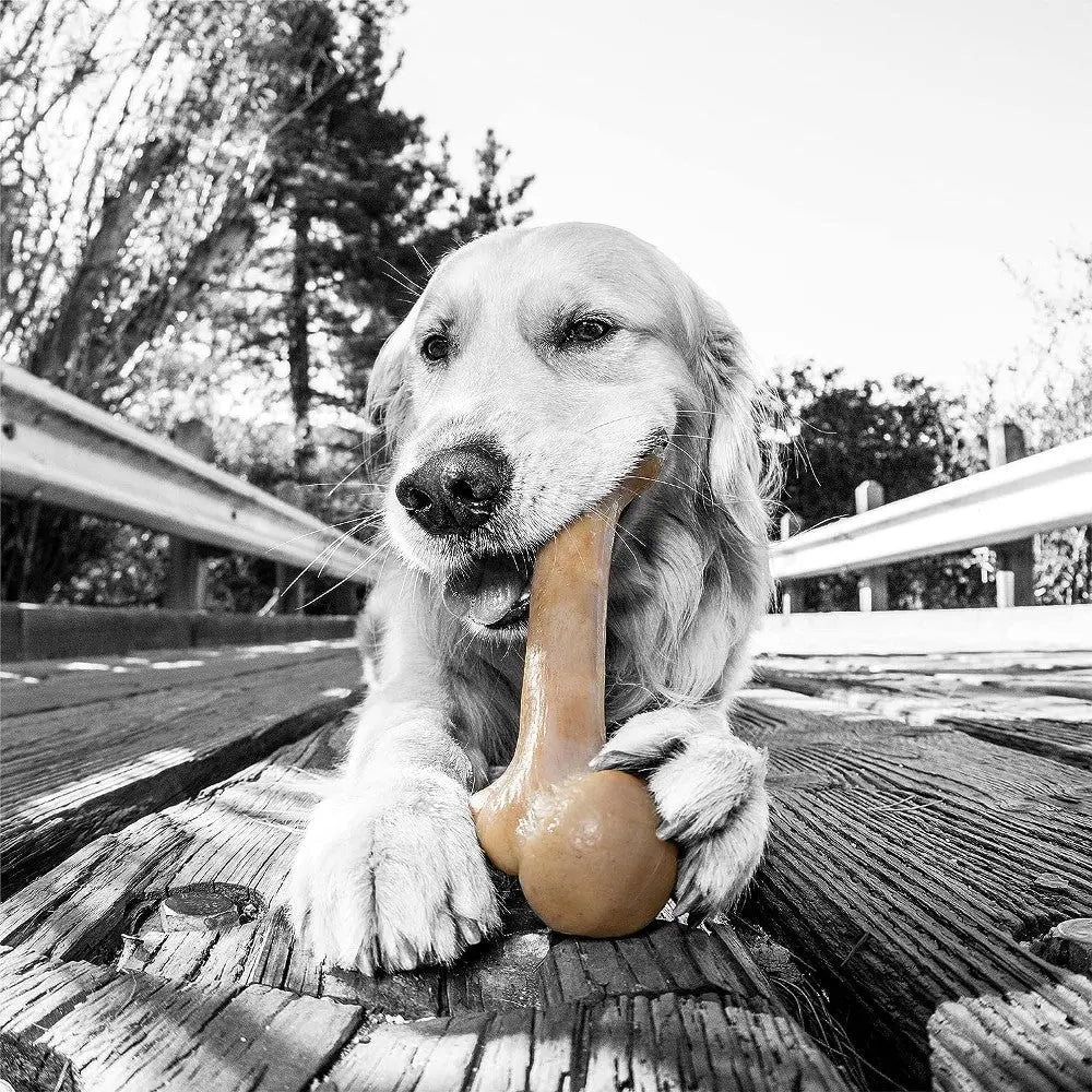 Golden retriever chewing on a durable dog bone outdoors on a wooden surface.