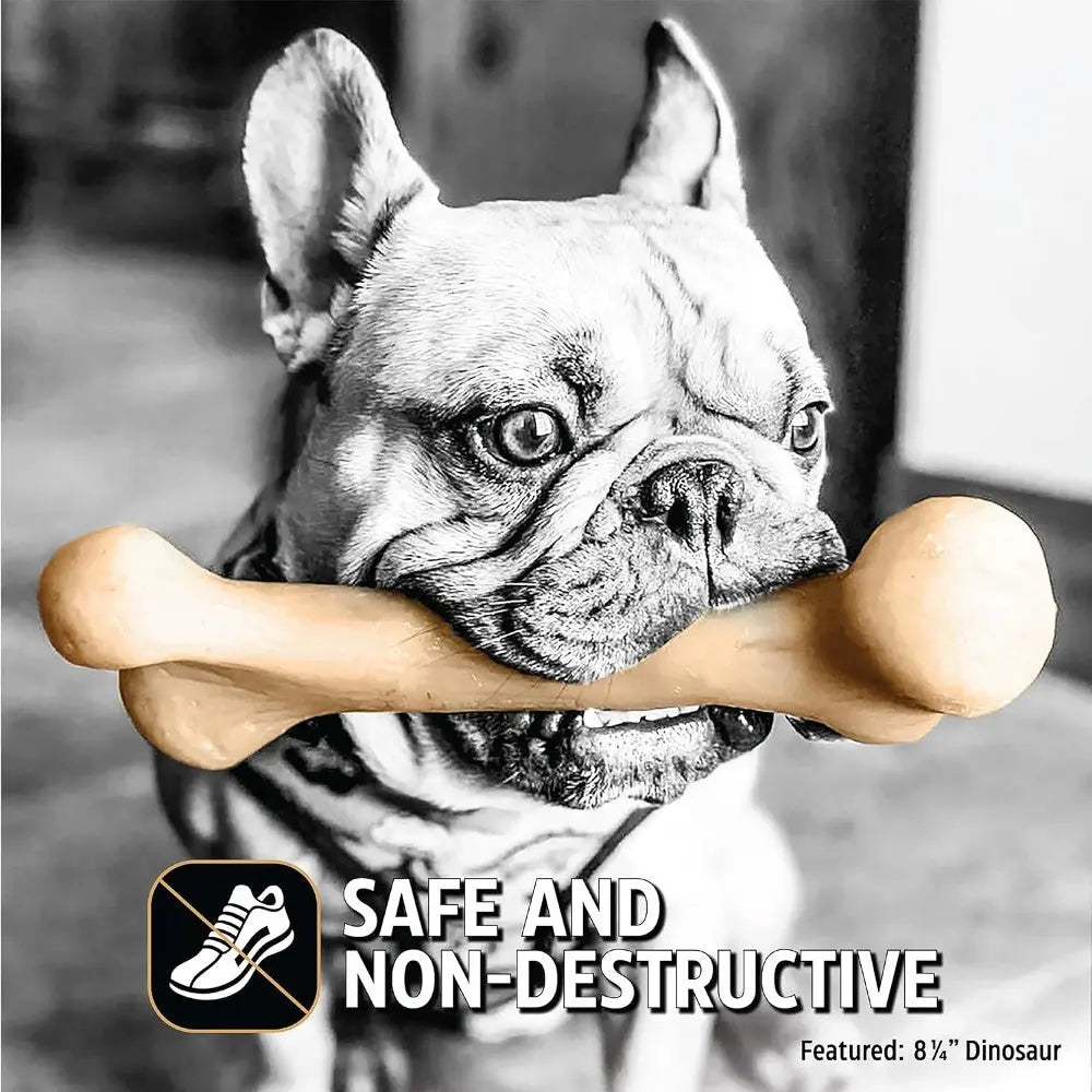 French Bulldog happily holding a safe, non-destructive chew bone toy.
