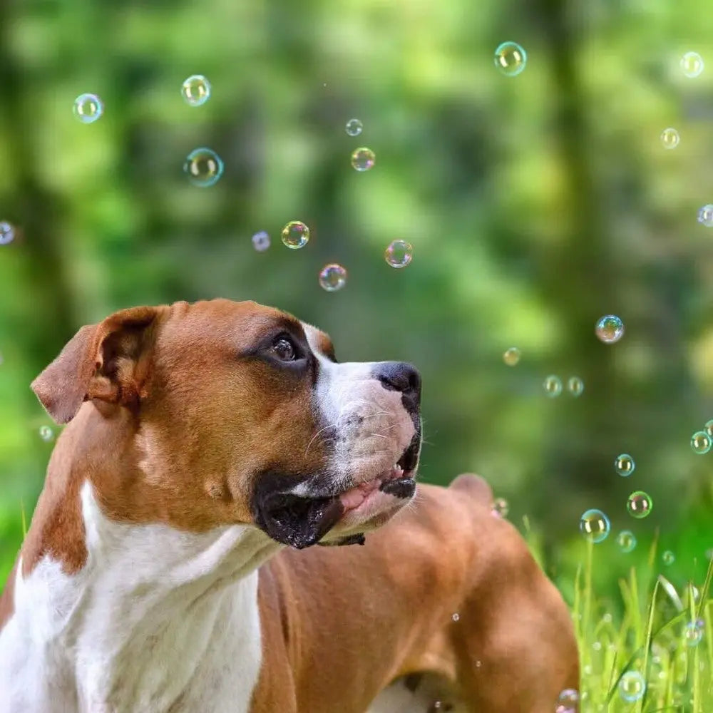 Playful dog enjoying bubbles in a lush green park, capturing a joyful moment in nature.
