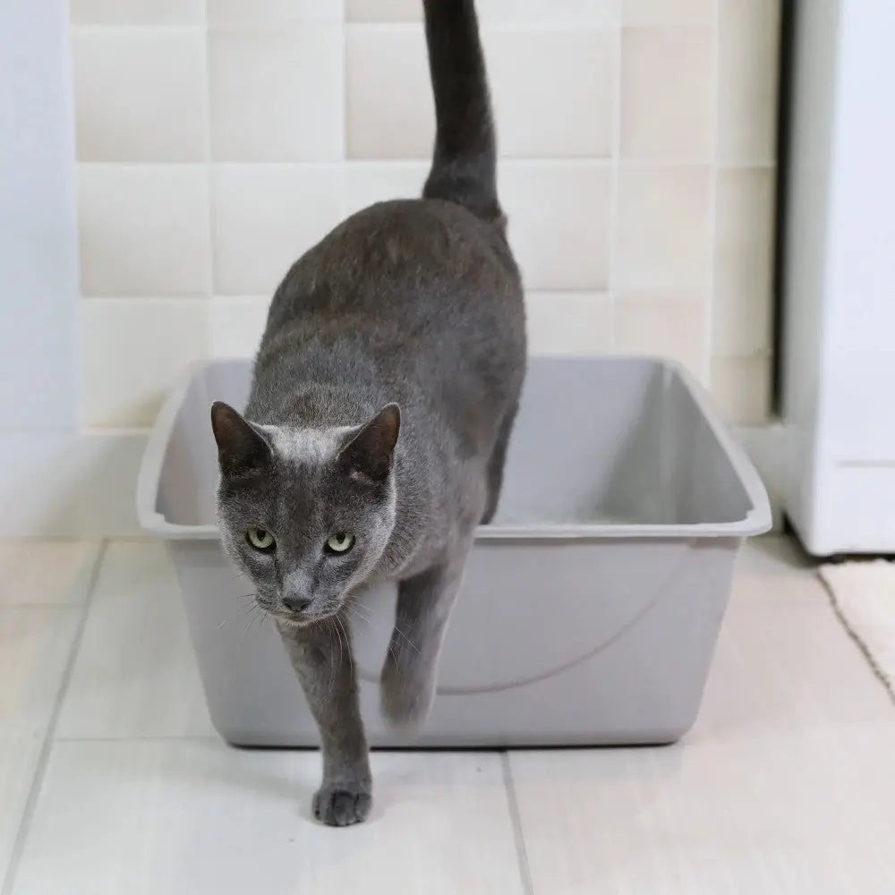 Gray cat walking out of a clean litter box in a bright, tiled room.