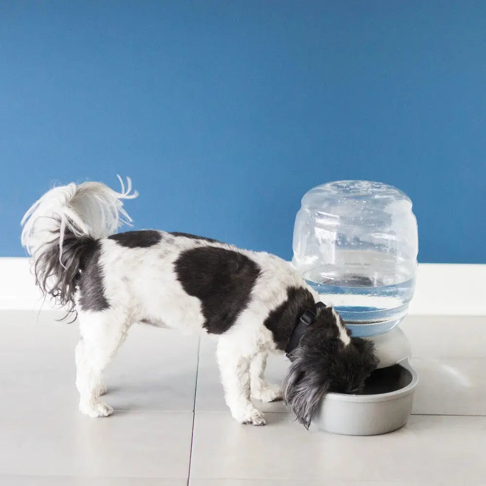 Dog drinking from a stylish water dispenser in a modern home setting.