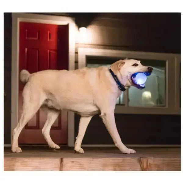 Petstages Strobe Ball   | Canine & Co