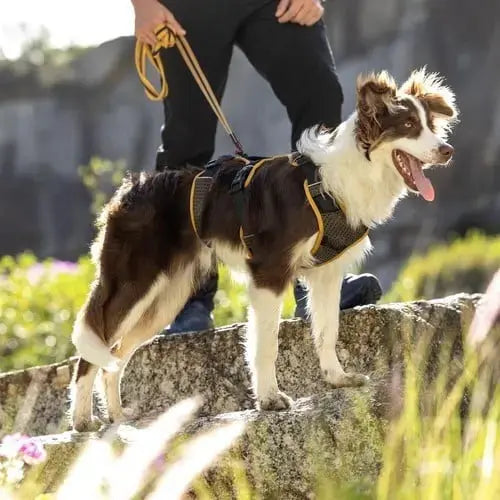 Dog in a harness enjoying an outdoor adventure on a rocky trail.