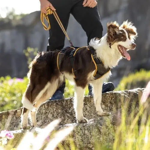 Dog in a harness enjoying an outdoor adventure on a rocky trail.