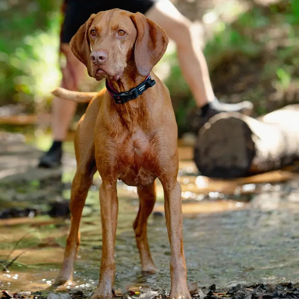 A Vizsla dog standing in a stream, showcasing its sleek coat and alert expression in a natural setting.