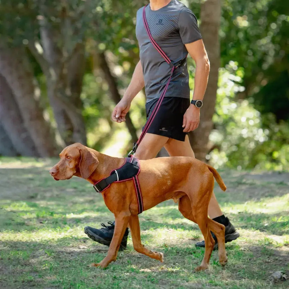 Man walking a dog in a harness on a sunny day in a park.