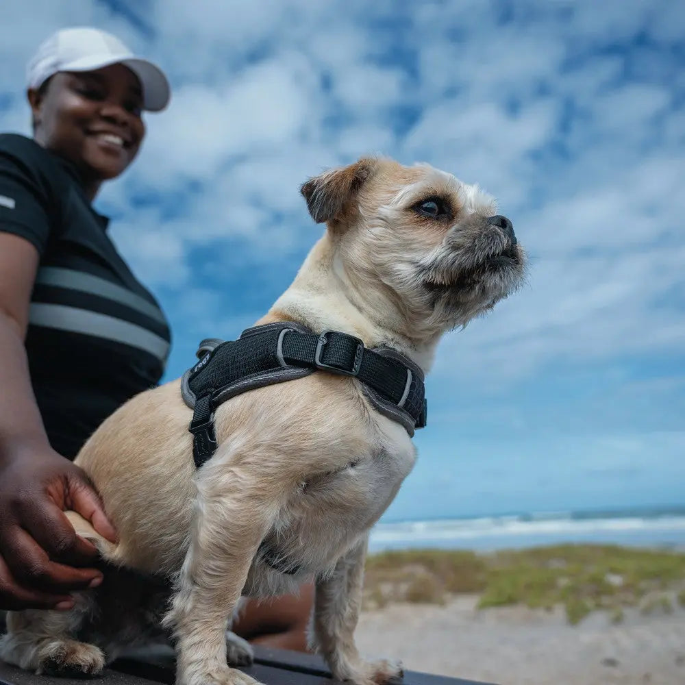 Happy dog in a harness enjoying a beach day with its owner under a blue sky.