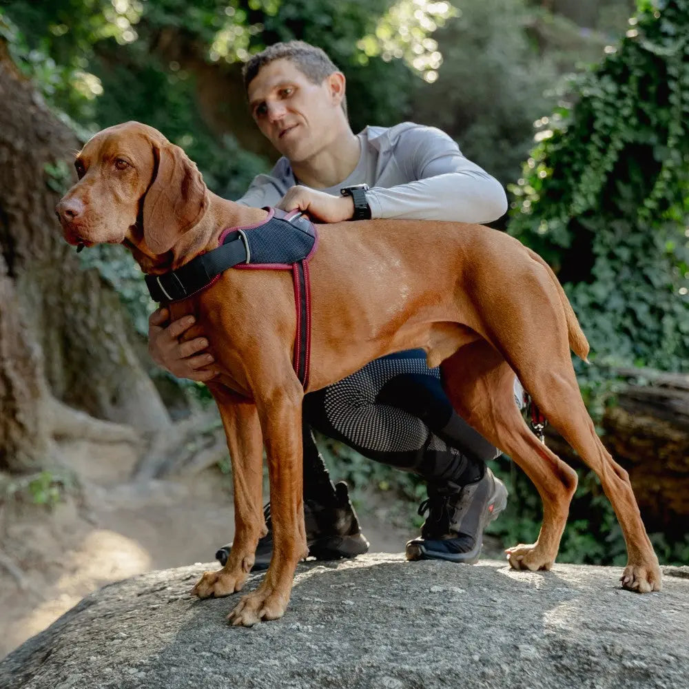 Man with a dog in a harness, enjoying nature on a rocky trail surrounded by greenery.