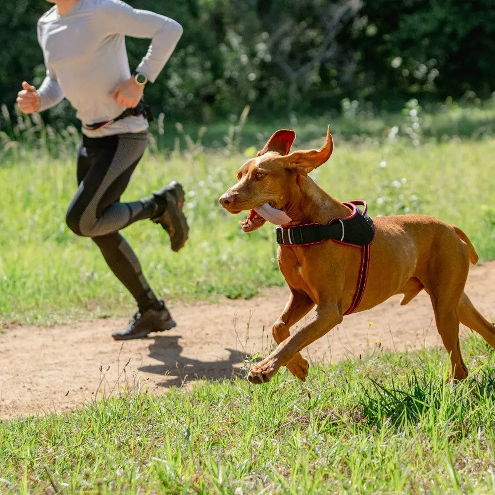 Person jogging with a happy dog in a harness on a sunny trail surrounded by green grass.