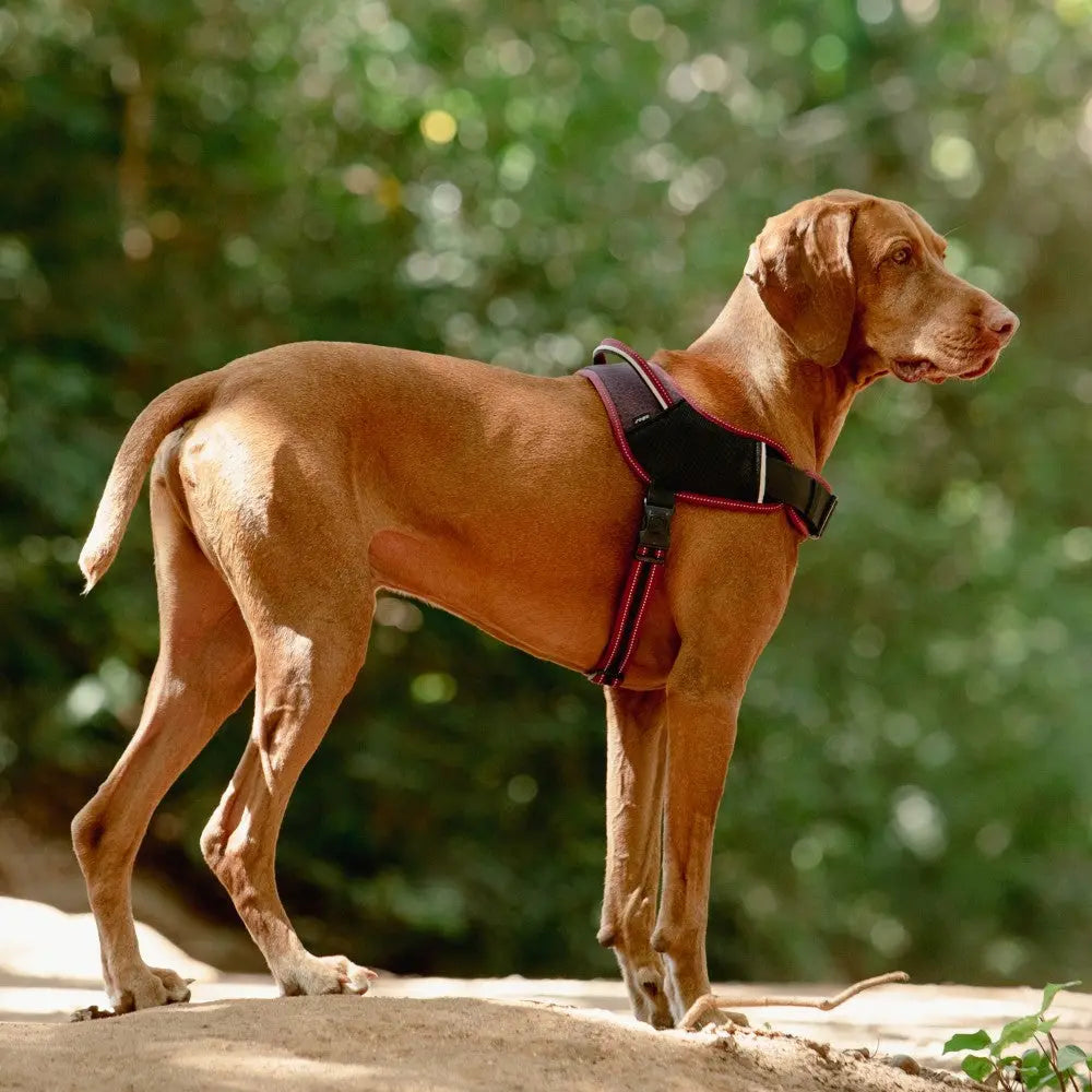 Dog wearing a comfortable harness while standing outdoors in a natural setting.