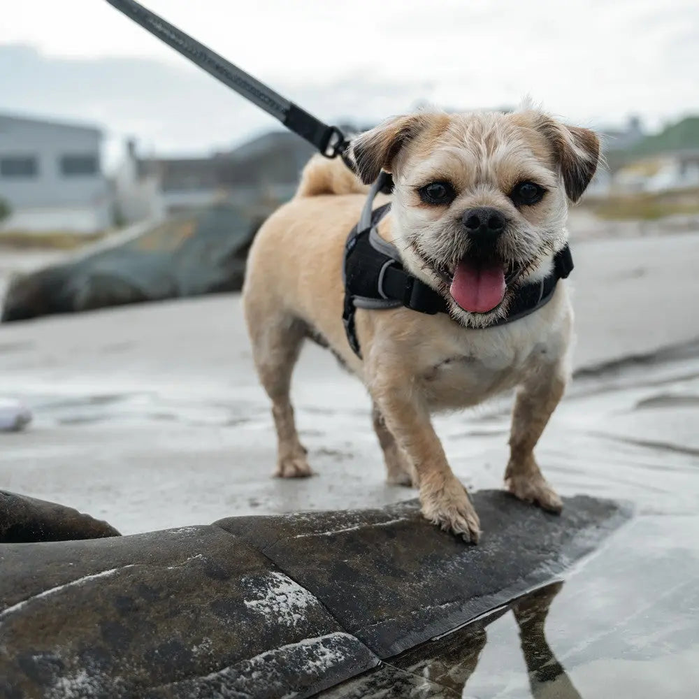 Happy dog on a leash exploring the beach, enjoying the water and sandy surroundings.