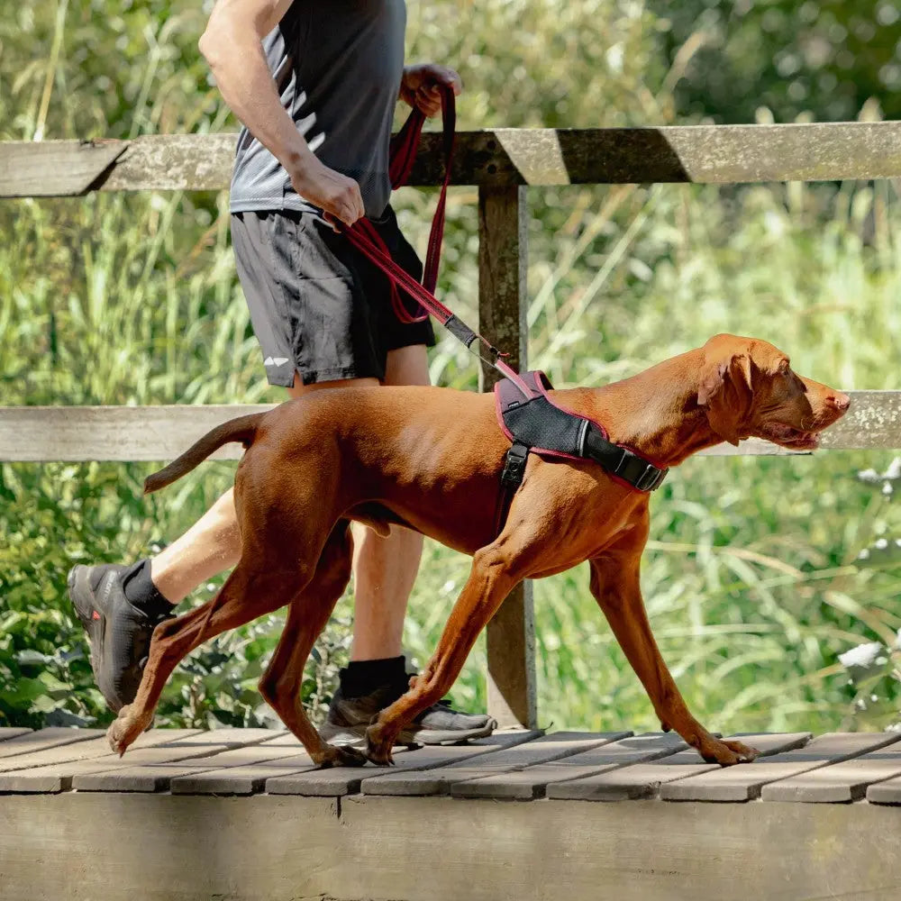 Person walking a dog on a leash along a wooden path in a lush green setting.