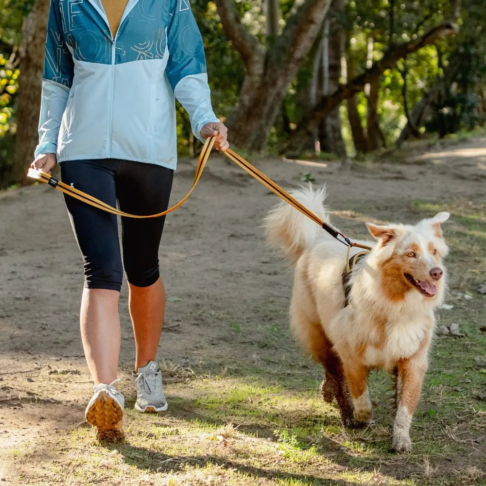 Person walking a happy dog on a leash in a sunny park setting.