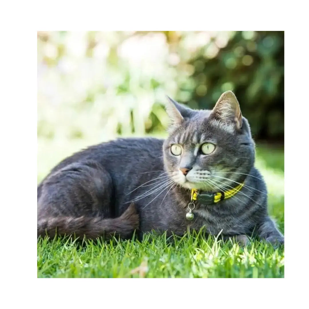 Rogz AlleyCat Kitten & Cat Collar   | Canine & Co