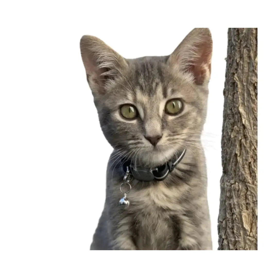 Rogz AlleyCat Kitten & Cat Collar   | Canine & Co