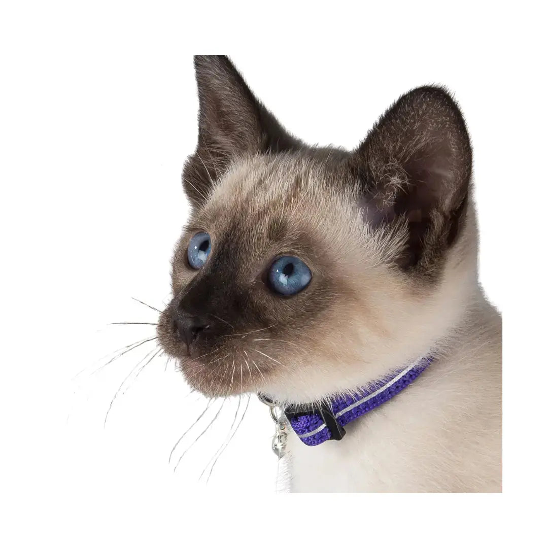 Rogz AlleyCat Kitten & Cat Collar   | Canine & Co