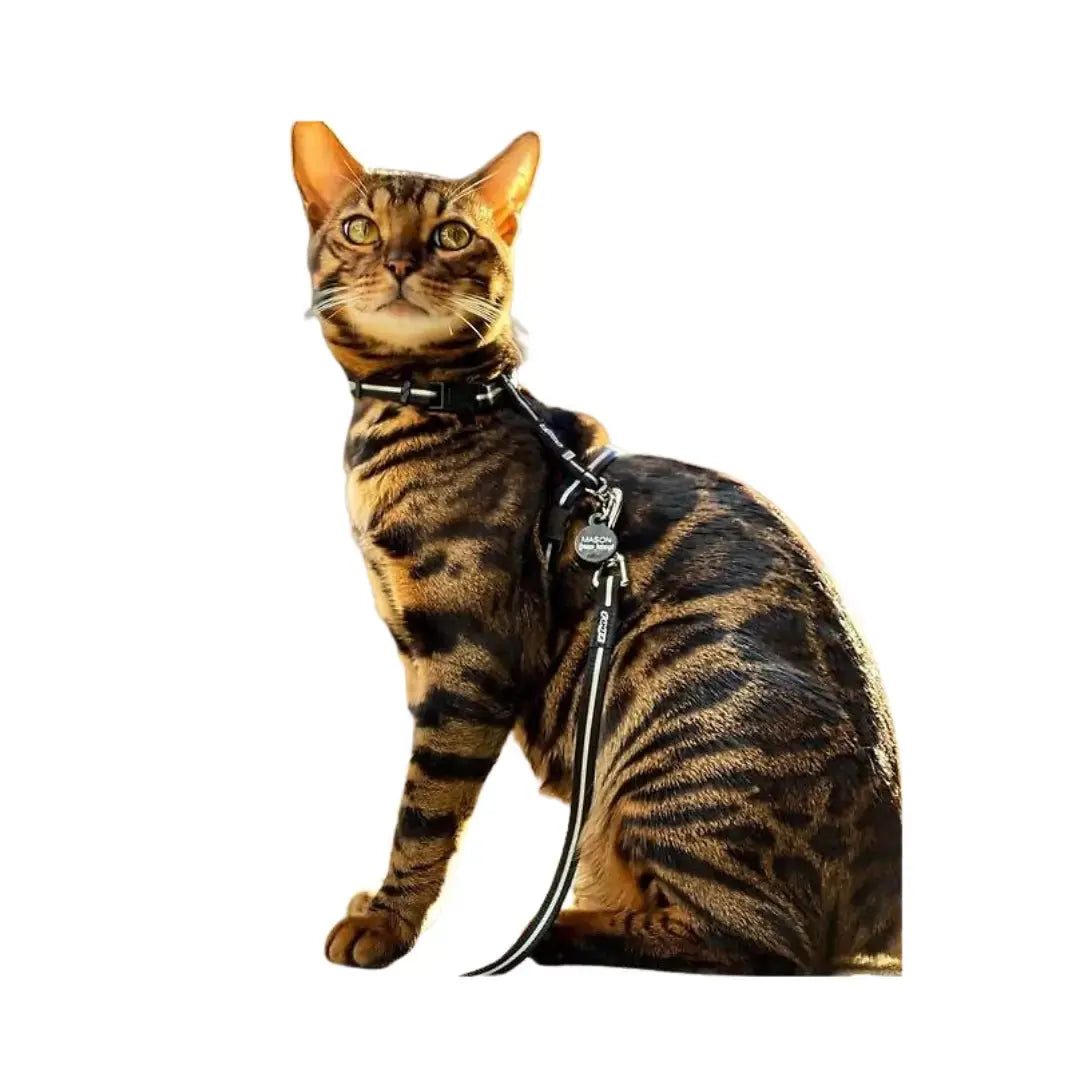 Rogz AlleyCat Kitten & Cat Harness & Lead   | Canine & Co
