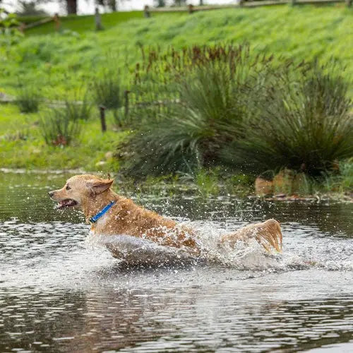 Golden retriever joyfully splashing in a pond, enjoying a sunny day outdoors.