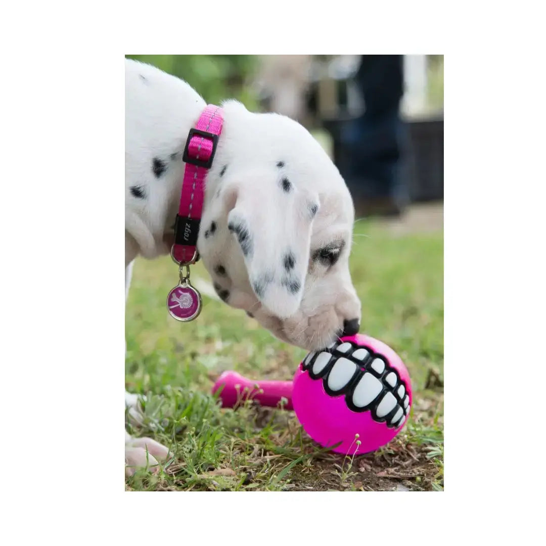 Rogz Ballz Grinz Dog Ball Toy   | Canine & Co