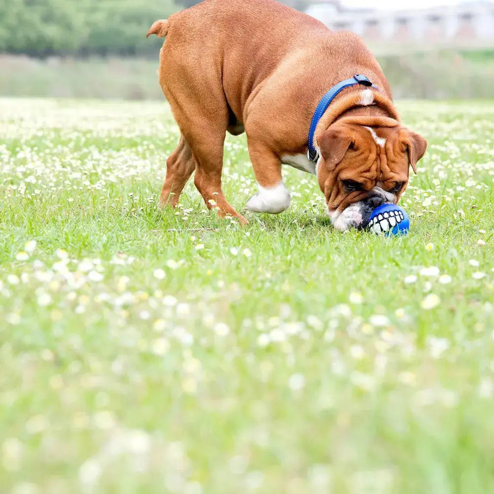 Bulldog playing with a blue ball on a grassy field filled with white flowers.