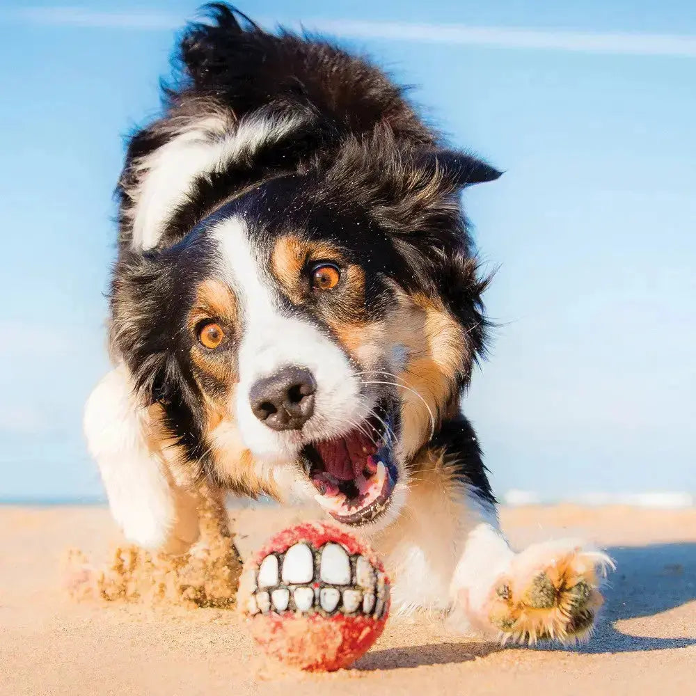 Playful dog on the beach chasing a fun, squeaky ball with a big smile.