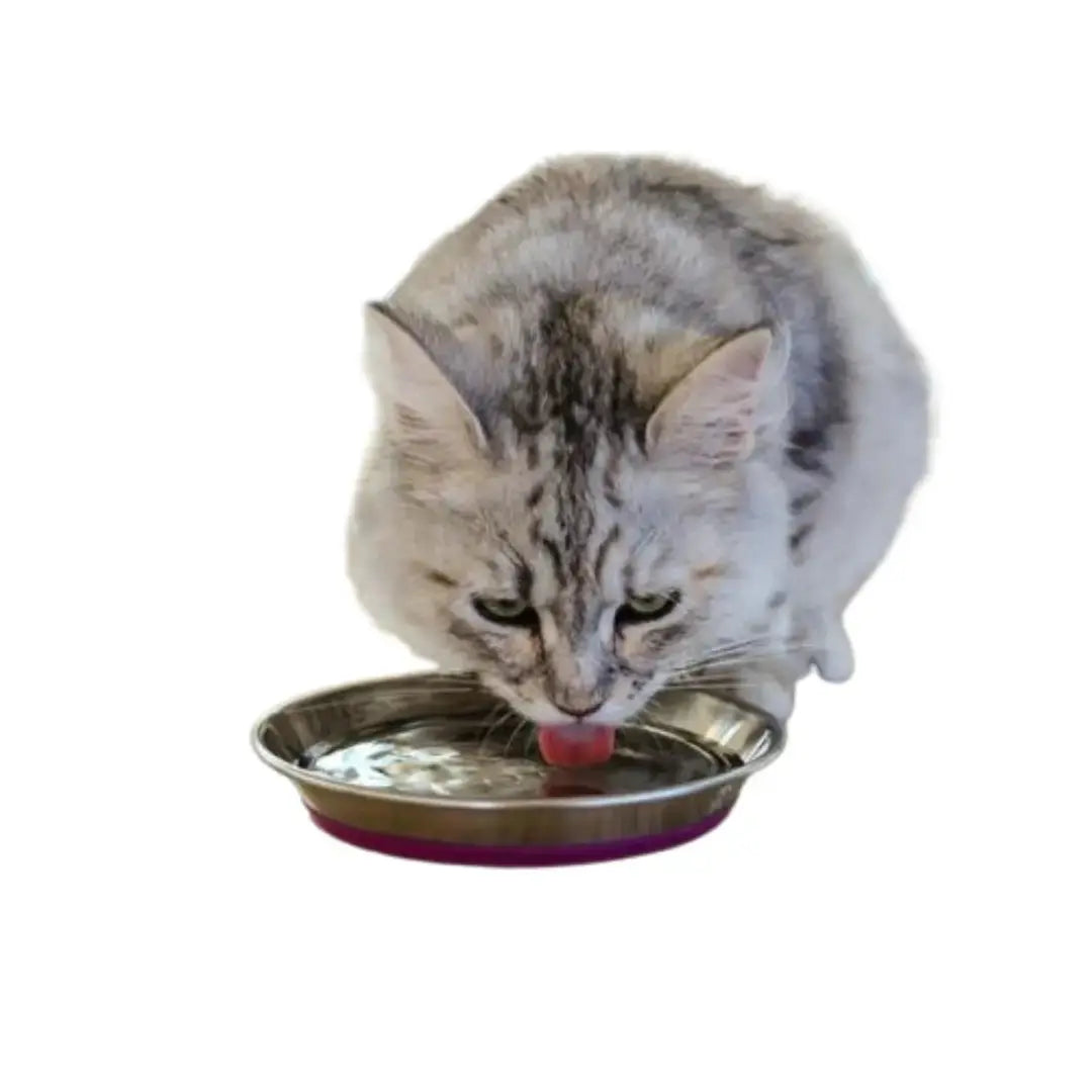 Rogz Catz Bowlz - Anchovy   | Canine & Co